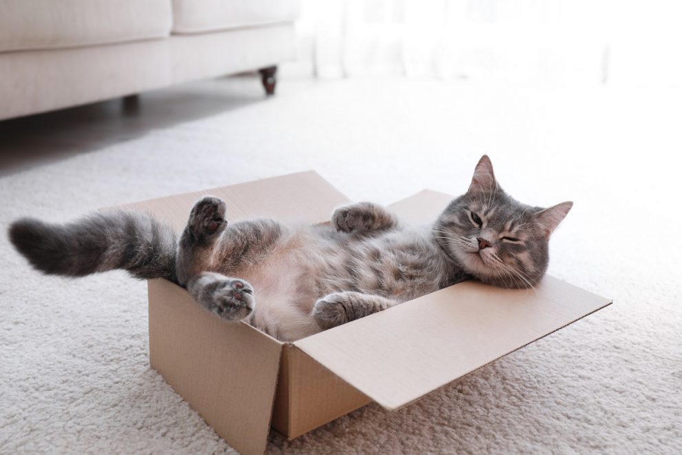 cat, cat in a box, grey cat